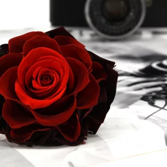 Preserved Mandala Rose XXL Tie-n-dye Red