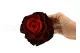 Preserved Mandala Rose XXL Tie-n-dye Red 5