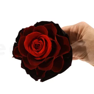 Preserved Mandala Rose XXL Tie-n-dye Red