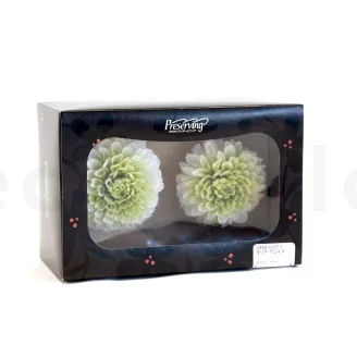 Preserved Dahlia Grace Green (set of 2)