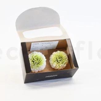 Preserved Dahlia Grace Green (set of 2)