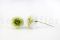 A Box Containing 2 White & Green Long-Lasting Dahlia Grace