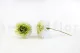 Preserved Dahlia Grace Green (set of 2) 2
