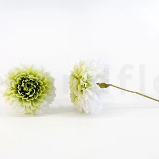 Preserved Dahlia Grace Green (set of 2)