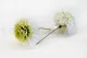 Preserved Dahlia Grace Green (set of 2) 4