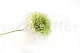 Preserved Dahlia Grace Green (set of 2) 8