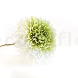 Preserved Dahlia Grace Green (set of 2)