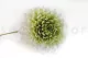 Preserved Dahlia Grace Green (set of 2) 12