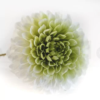 Preserved Dahlia Grace Green (set of 2)