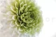 Preserved Dahlia Grace Green (set of 2) 3