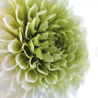Preserved Dahlia Grace Green (set of 2)