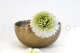 Preserved Dahlia Grace Green (set of 2) 9