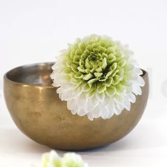 Preserved Dahlia Grace Green (set of 2)