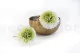 Preserved Dahlia Grace Green (set of 2) 6