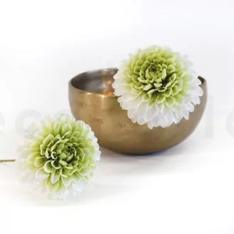 Preserved Dahlia Grace Green (set of 2)