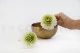 Preserved Dahlia Grace Green (set of 2) 5