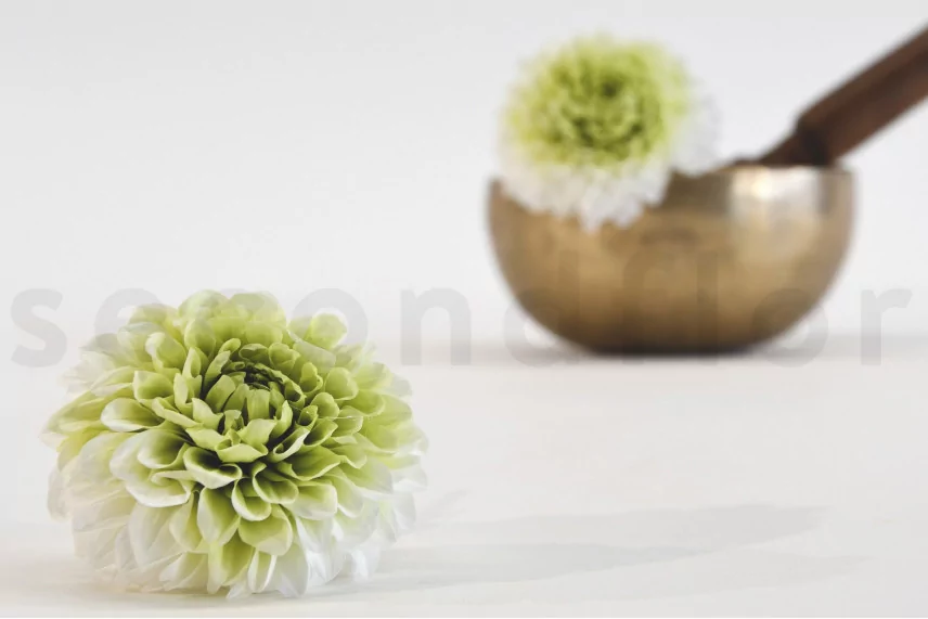 Preserved Dahlia Grace Green (set of 2)