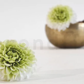 Preserved Dahlia Grace Green (set of 2)