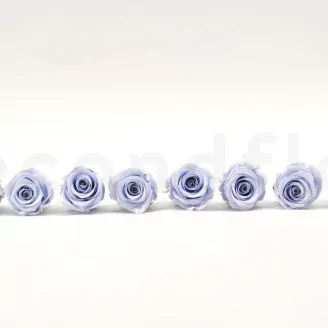 Preserved Rose L Cool Lavender (set of 8)