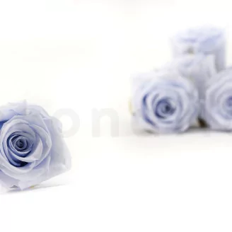 Preserved Rose L Cool Lavender (set of 8)
