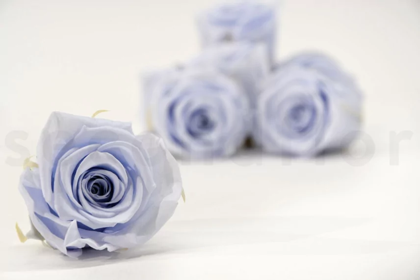 Preserved Rose L Cool Lavender (set of 8)