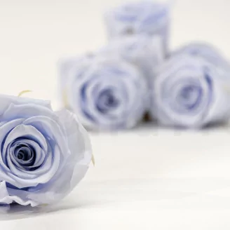 Preserved Rose L Cool Lavender (set of 8)
