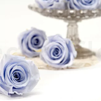 Preserved Rose L Cool Lavender (set of 8)