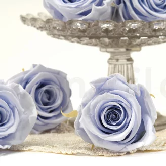Preserved Rose L Cool Lavender (set of 8)
