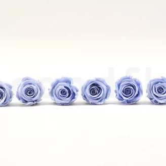 Preserved Rose XL Cool Lavender (set of 6)