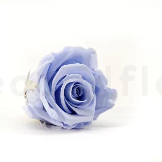 Preserved Rose XL Cool Lavender (set of 6)