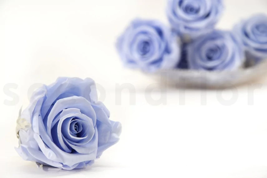 Preserved Rose XL Cool Lavender (set of 6)
