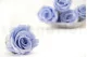 Preserved Rose XL Cool Lavender (set of 6) 1