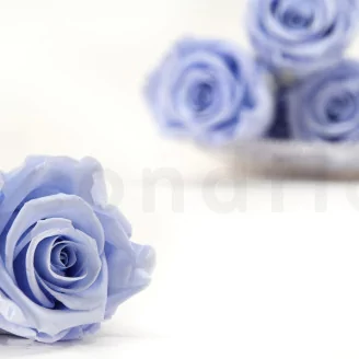 Preserved Rose XL Cool Lavender (set of 6)