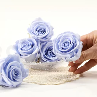 Preserved Rose XL Cool Lavender (set of 6)