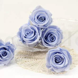 Preserved Rose XL Cool Lavender (set of 6)
