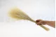 Dried Barba Cream 2