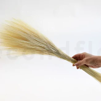 Dried Barba Cream