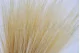 Dried Barba Cream 5