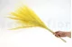 Dried Barba Yellow 2
