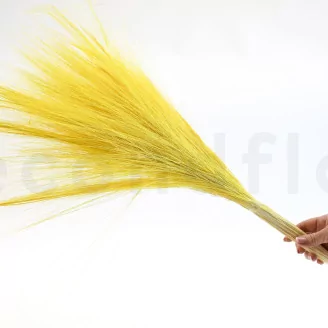 Dried Barba Yellow
