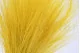 Dried Barba Yellow 5