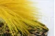 Dried Barba Yellow 1