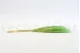 Dried Barba Green 7