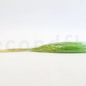 Dried Barba Green