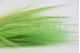 Dried Barba Green 6