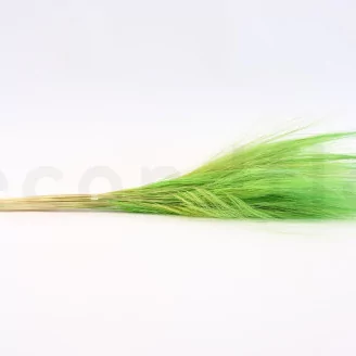Dried Barba Green