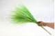 Dried Barba Green 2