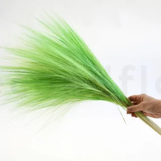 Dried Barba Green