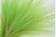 Dried Barba Green 5