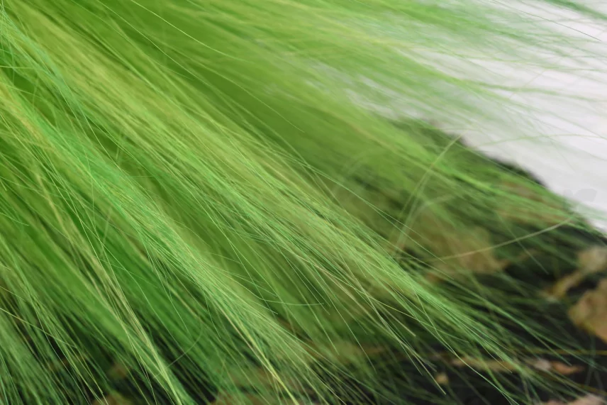 Dried Barba Green